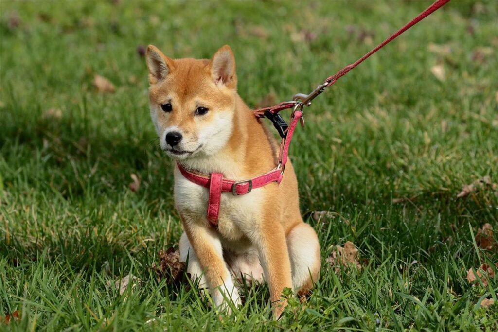 散歩を嫌がる犬