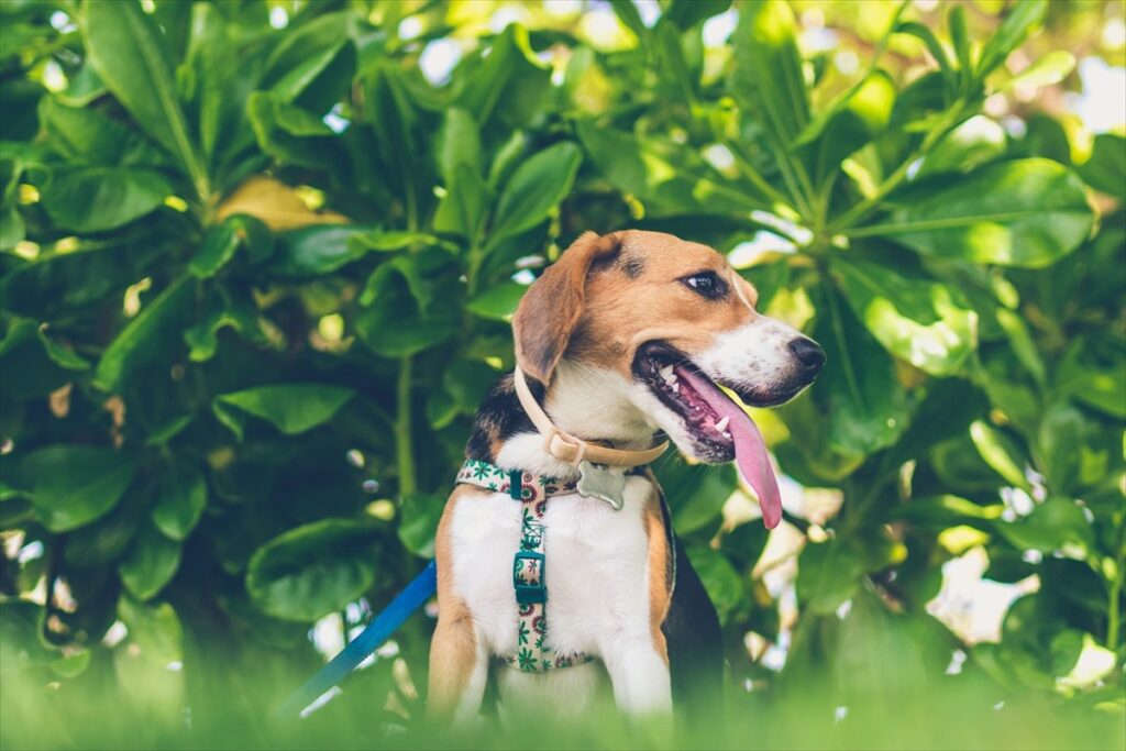 首輪を着けた犬