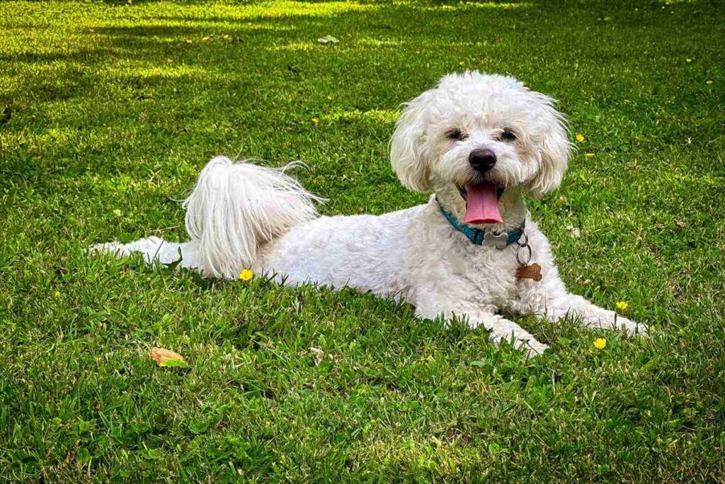 首輪を着けた犬
